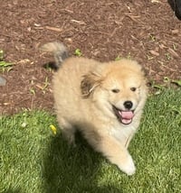 Rascal - Photo 2