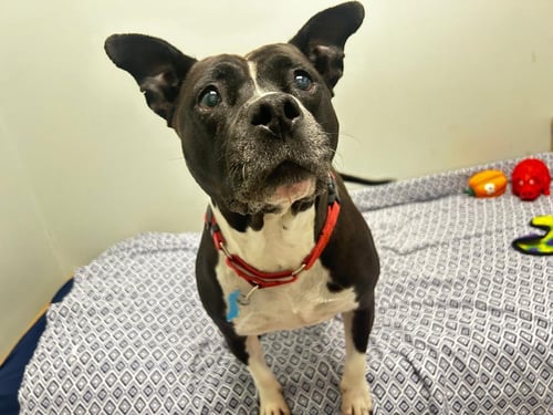 PATTY - Pit Bull Terrier / Hound available for adoption