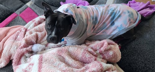 PATTY - Pit Bull Terrier / Hound available for adoption
