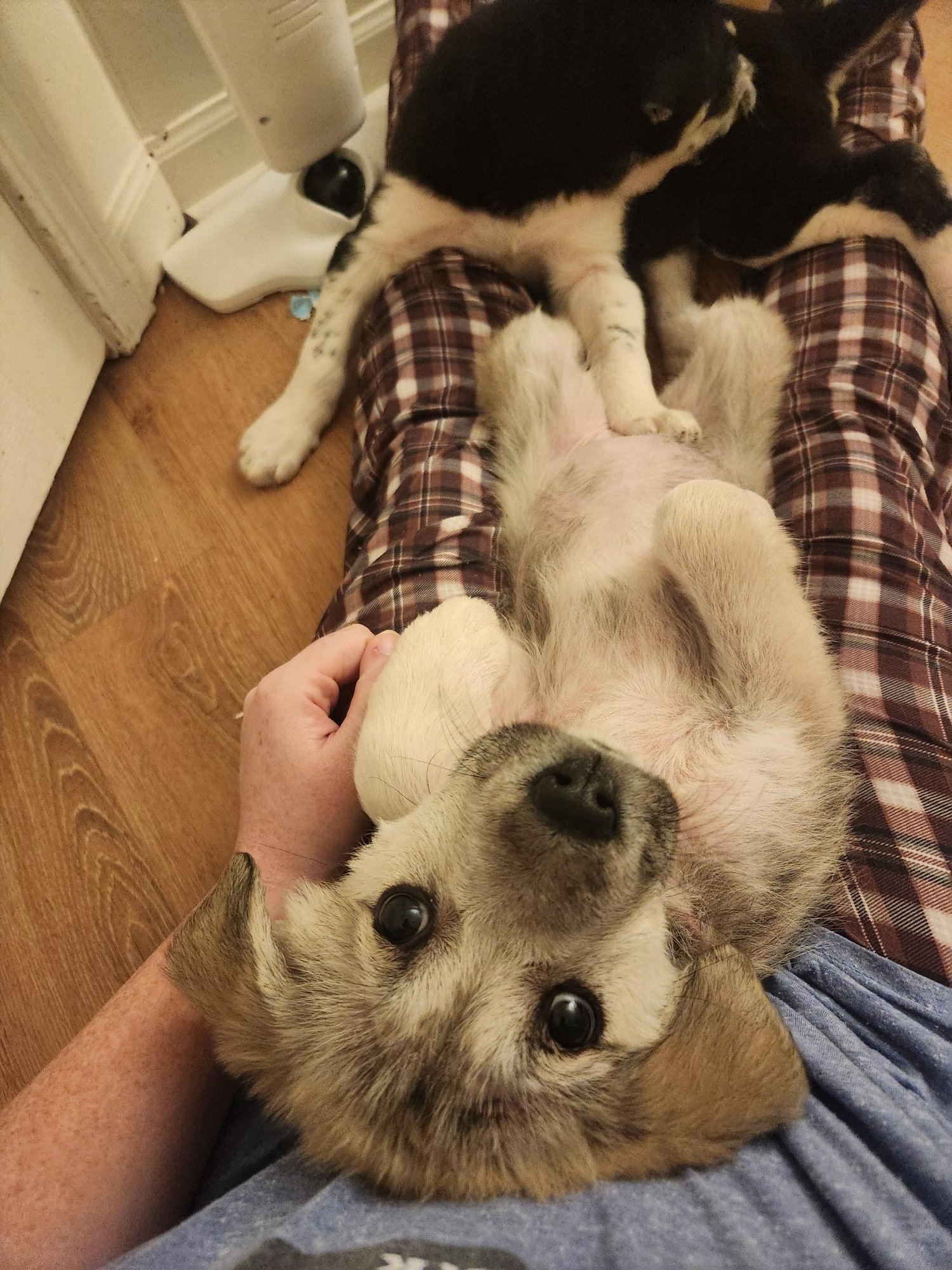 KAYA - Shepherd available for adoption