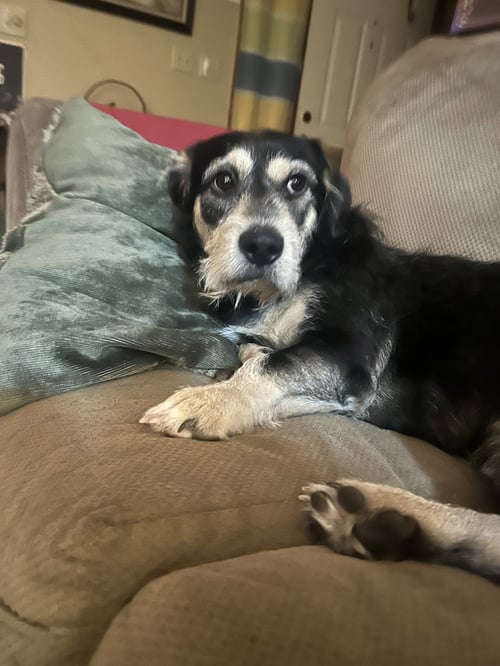 ACE - Terrier available for adoption
