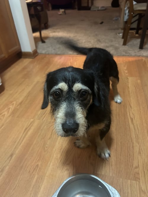 ACE - Terrier available for adoption