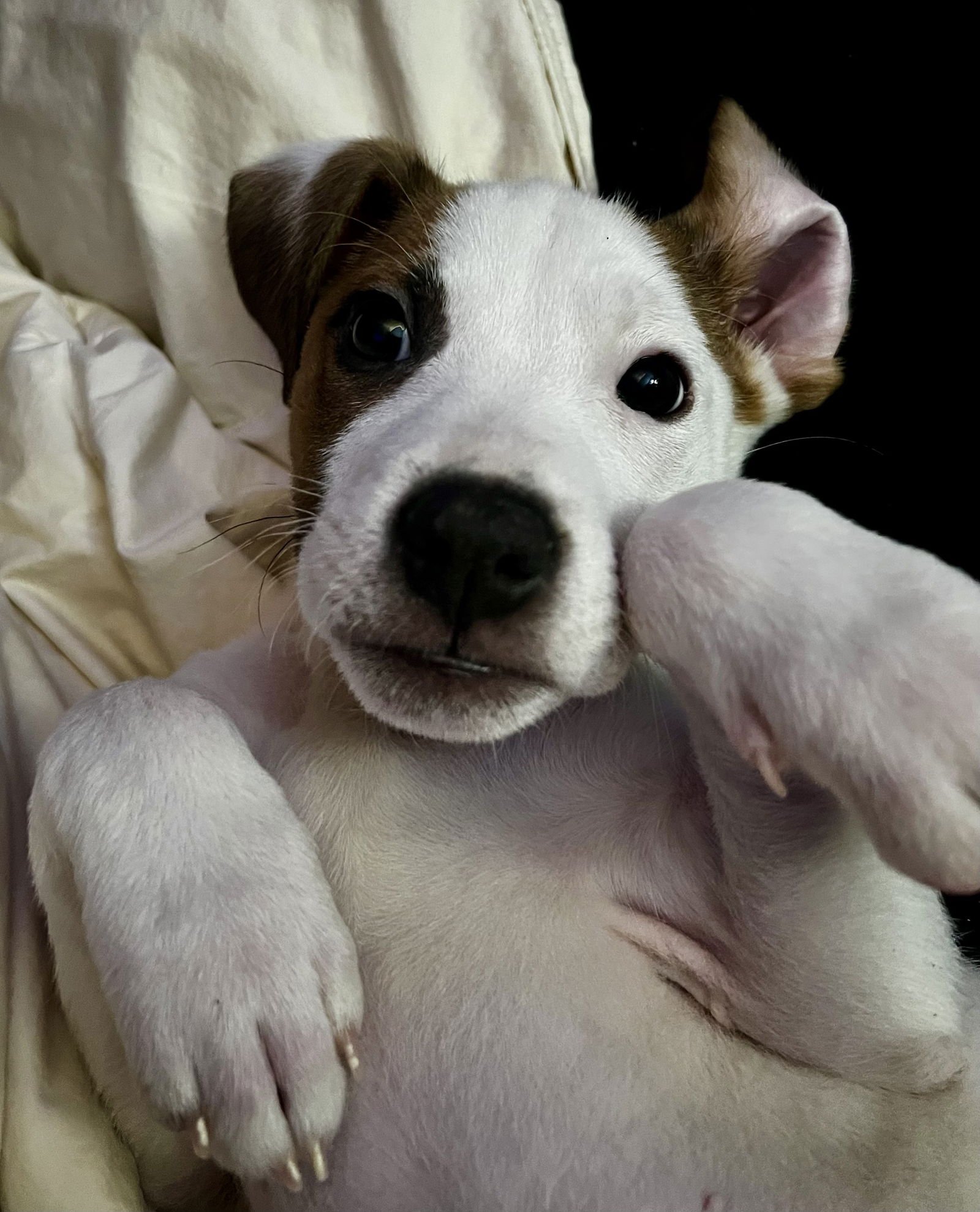 MILLS - Hound available for adoption