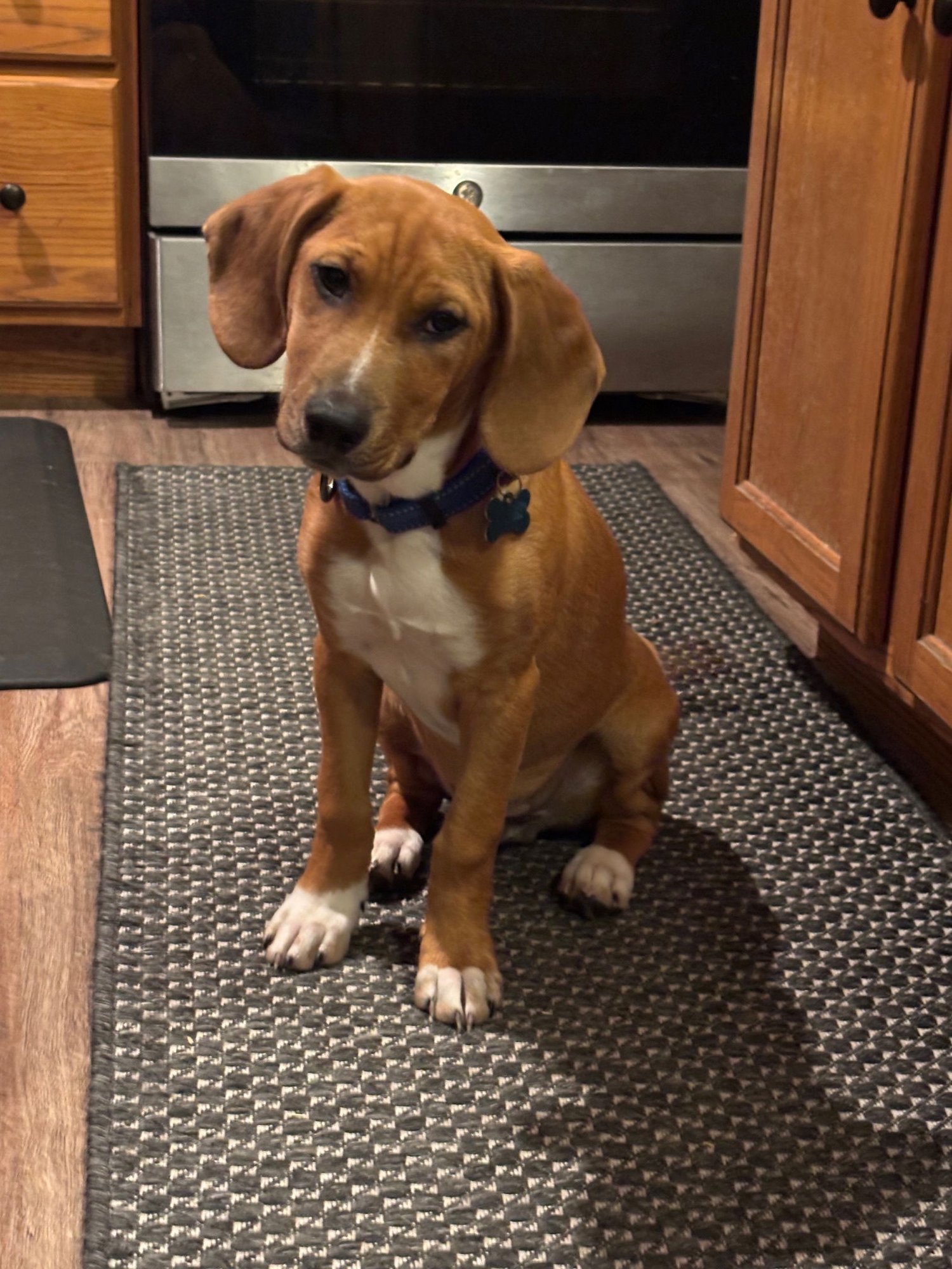 MAX - Hound available for adoption