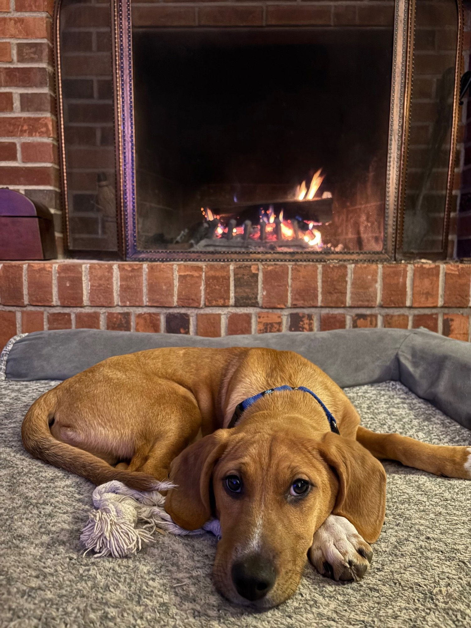 MAX - Hound available for adoption