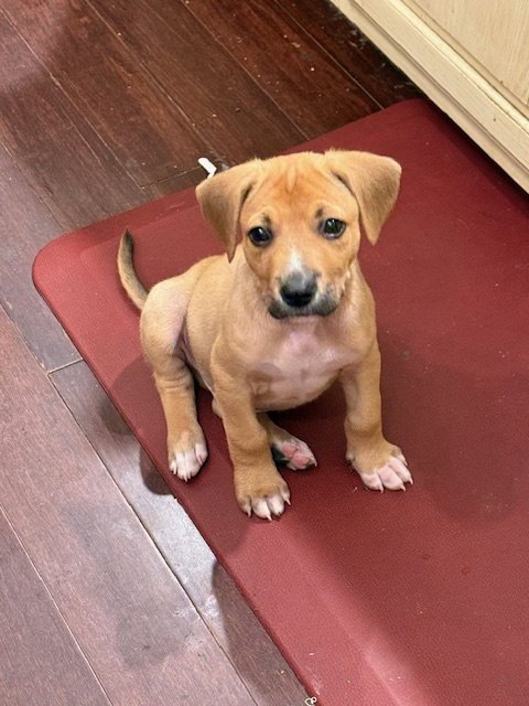 ORION - Labrador Retriever / Boxer available for adoption