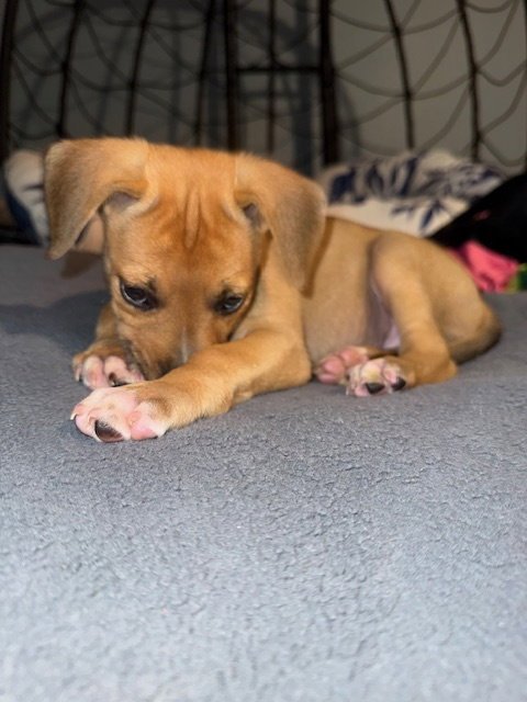 ORION - Labrador Retriever / Boxer available for adoption