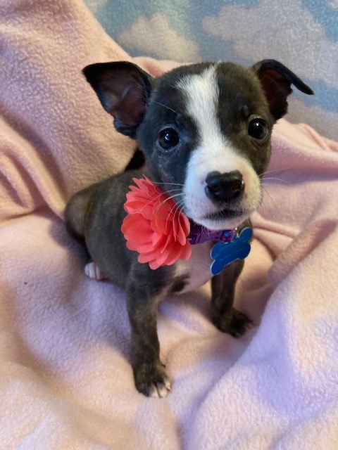 MUFFIN - Terrier available for adoption