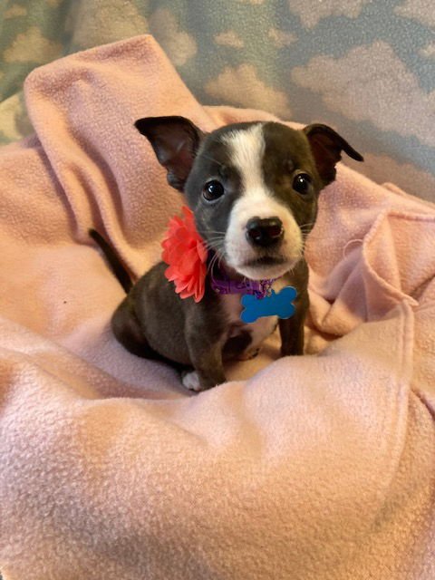 MUFFIN - Terrier available for adoption