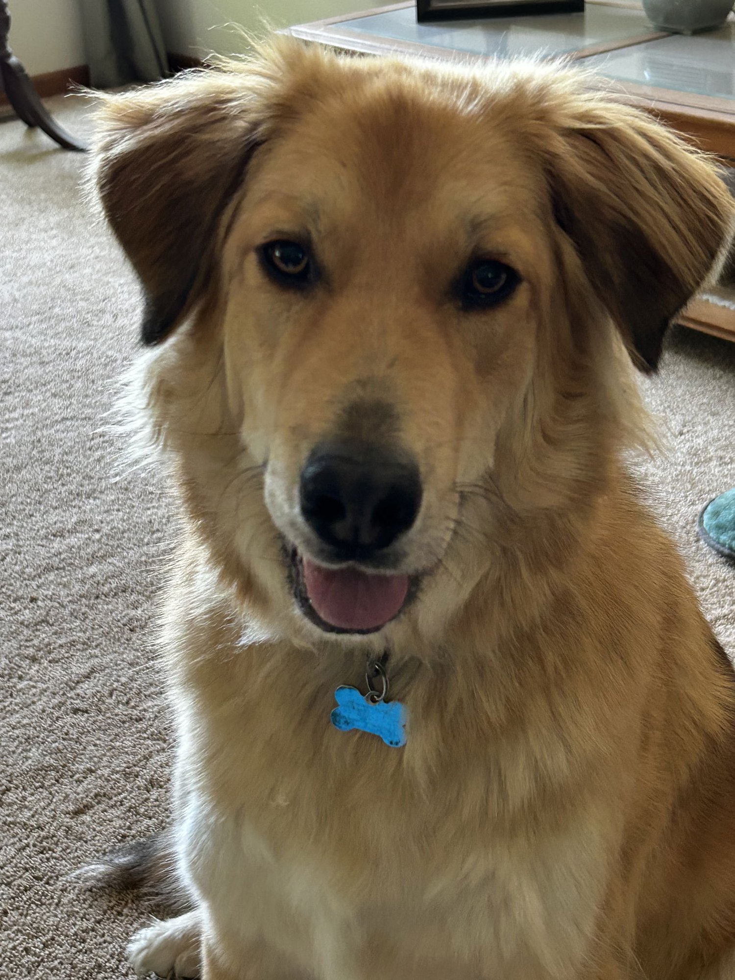 RORY - Golden Retriever available for adoption