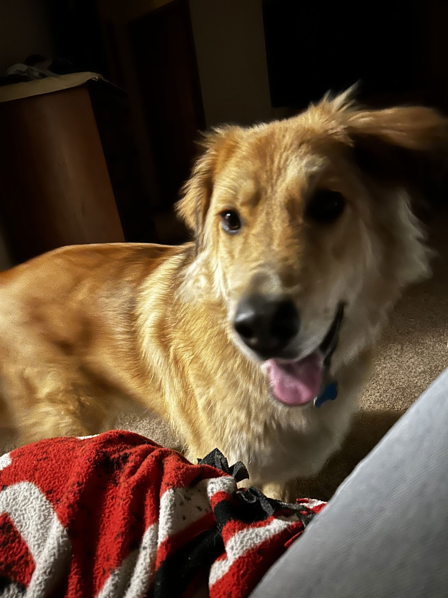 RORY - Golden Retriever available for adoption