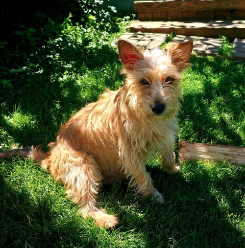 MAX - Terrier / Cairn Terrier available for adoption