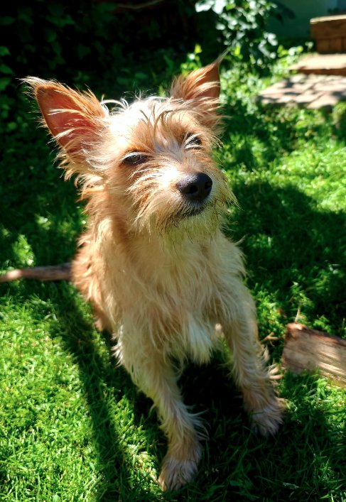 MAX - Terrier / Cairn Terrier available for adoption