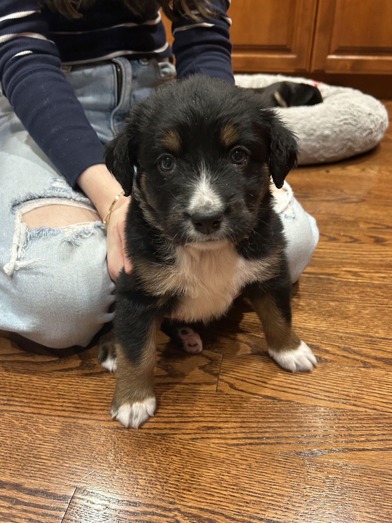 WINSTON - Australian Shepherd available for adoption