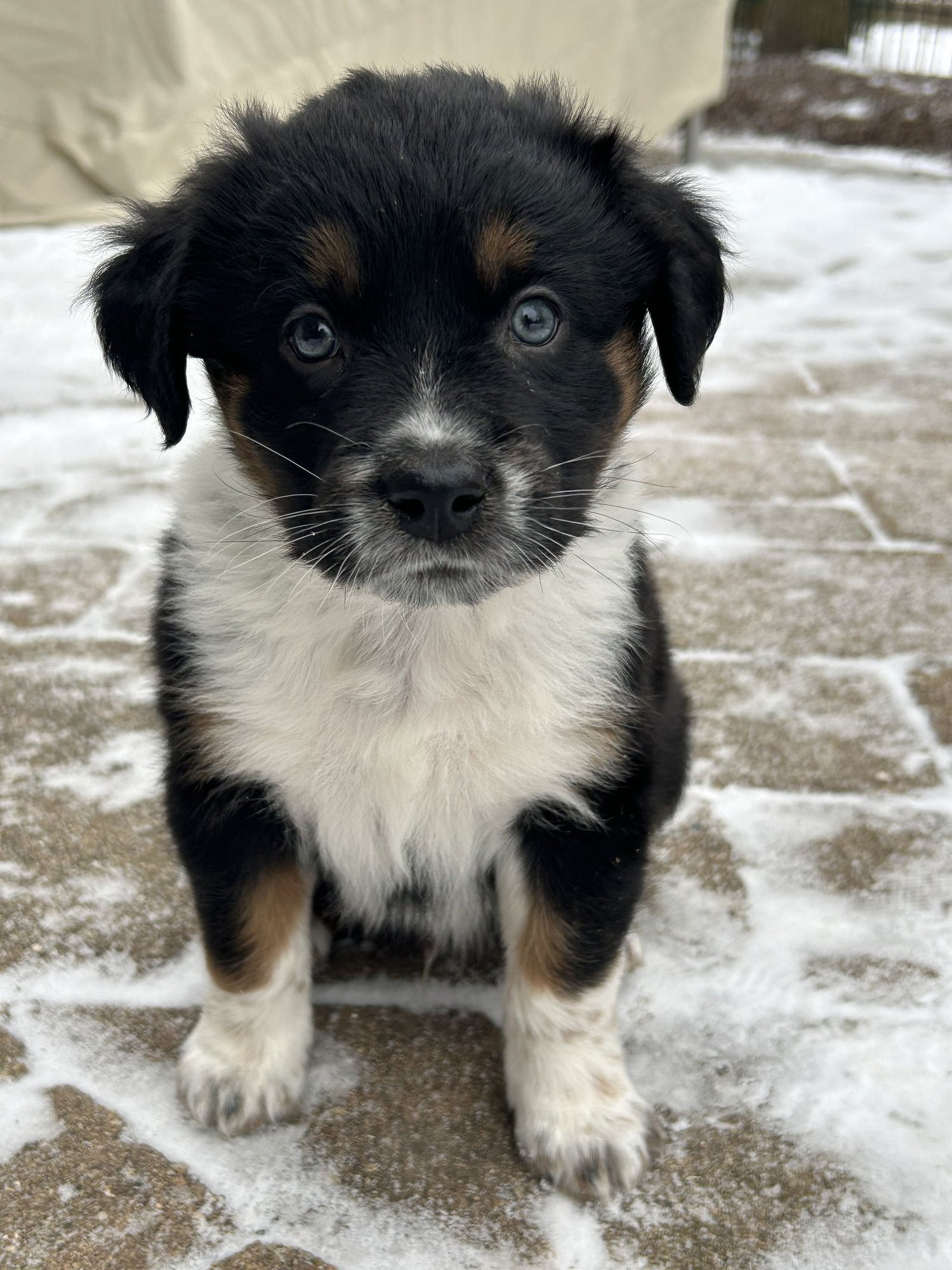 WINSTON - Australian Shepherd available for adoption