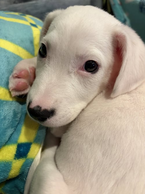 COBB SALAD - Terrier available for adoption