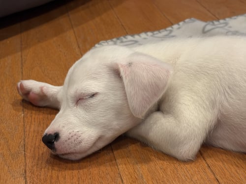 COBB SALAD - Terrier available for adoption
