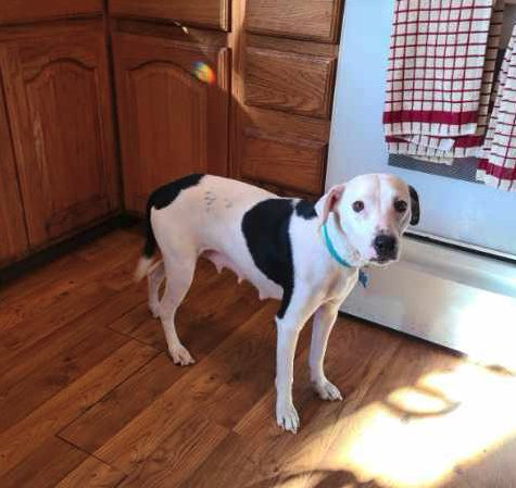 STAR - Hound available for adoption