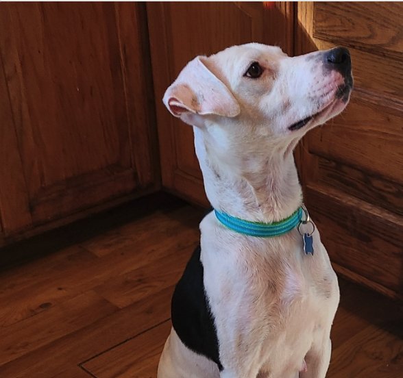 STAR - Hound available for adoption