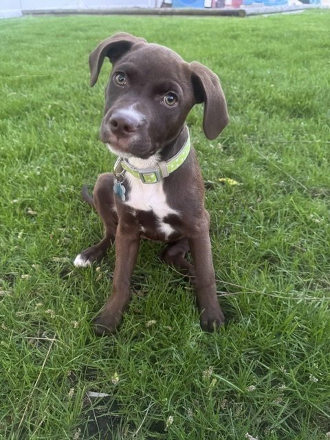 GLADYS - Labrador Retriever / Terrier available for adoption