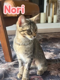 Nori - Photo 3