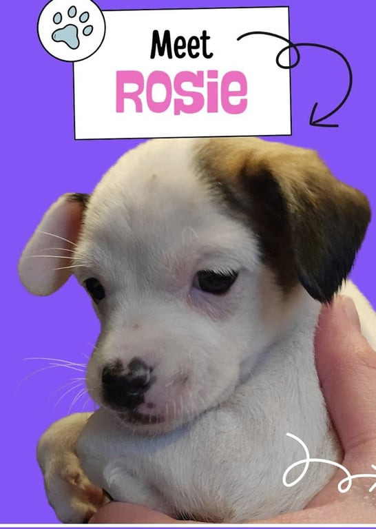 Cosie Image