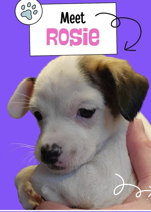 COSIE - Chihuahua available for adoption