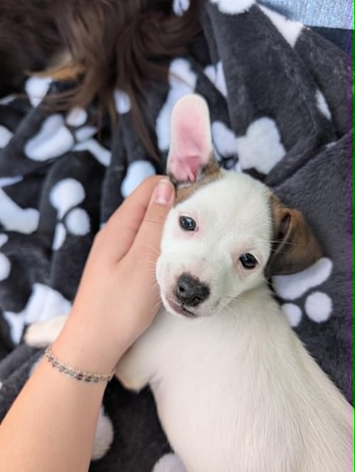 COSIE - Chihuahua available for adoption