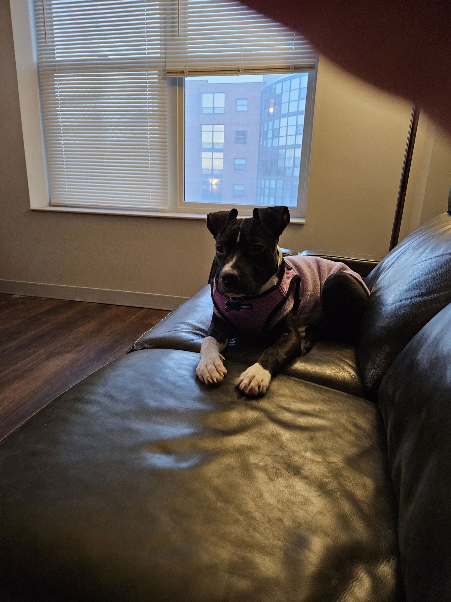 HOPE - Terrier available for adoption