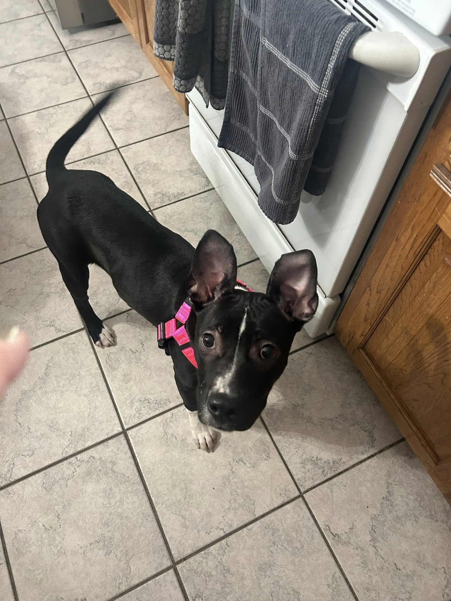 HOPE - Terrier available for adoption