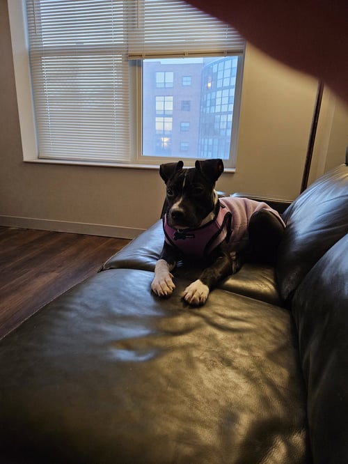 HOPE - Terrier available for adoption