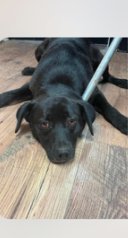 Blackie - Photo 1