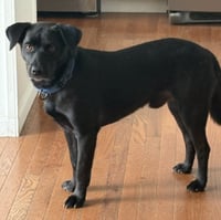 Blackie - Photo 2