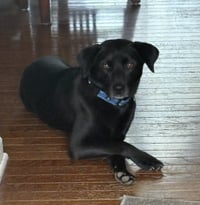 Blackie - Photo 3