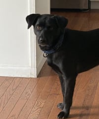 Blackie - Photo 4