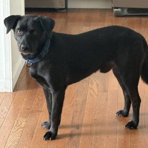 BLACKIE - Retriever available for adoption