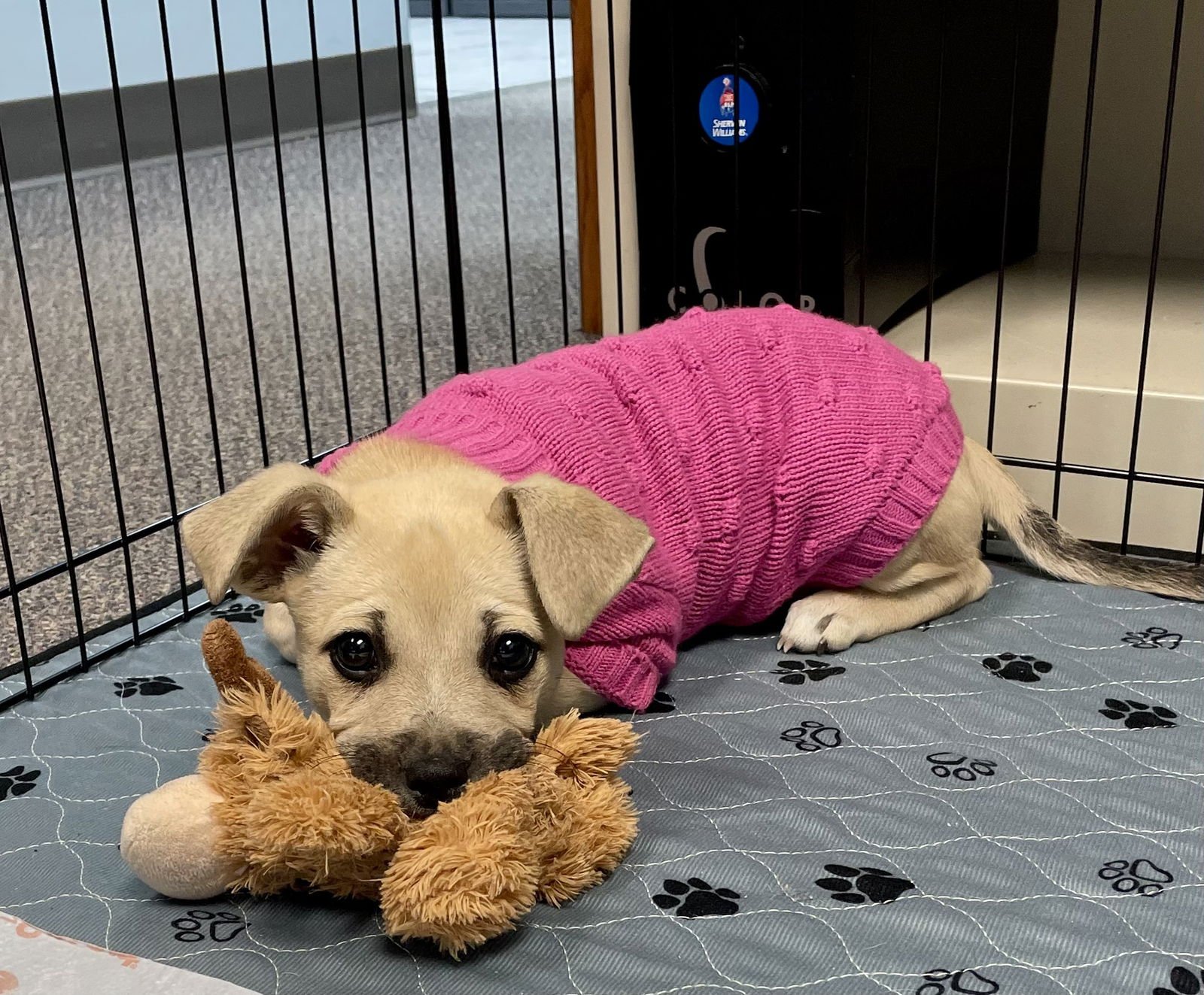 AVRIL - Mountain Cur available for adoption