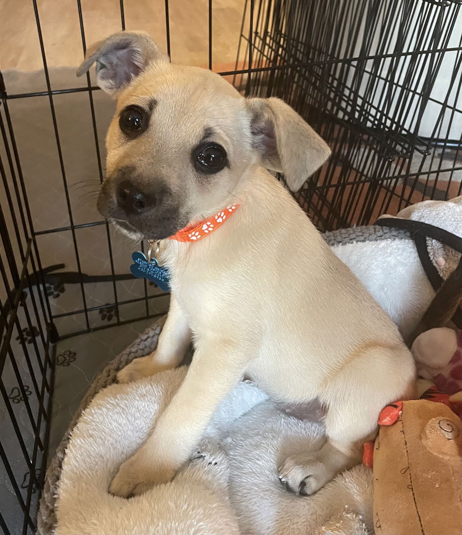 AVRIL - Mountain Cur available for adoption