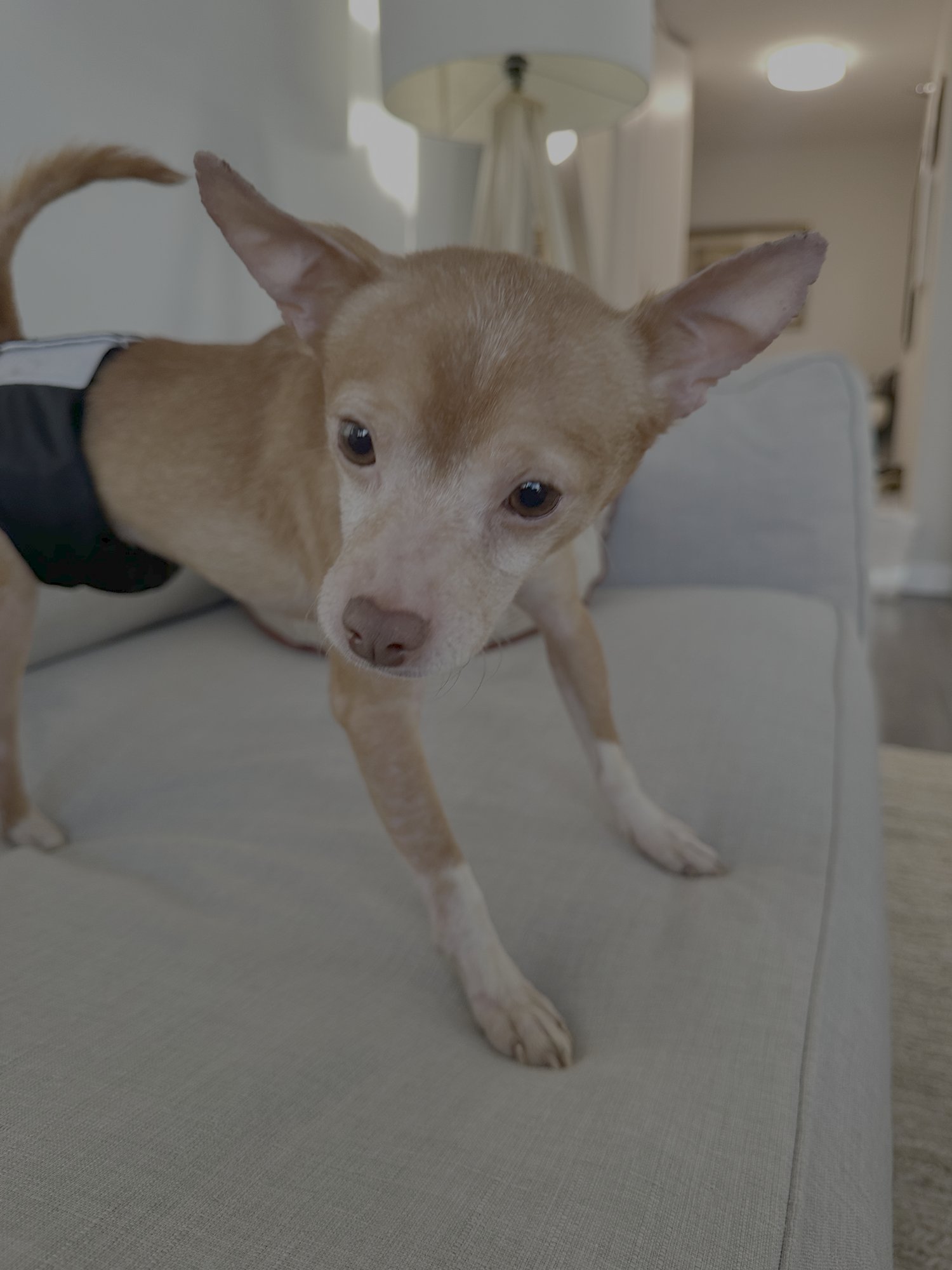 BO - Chihuahua available for adoption