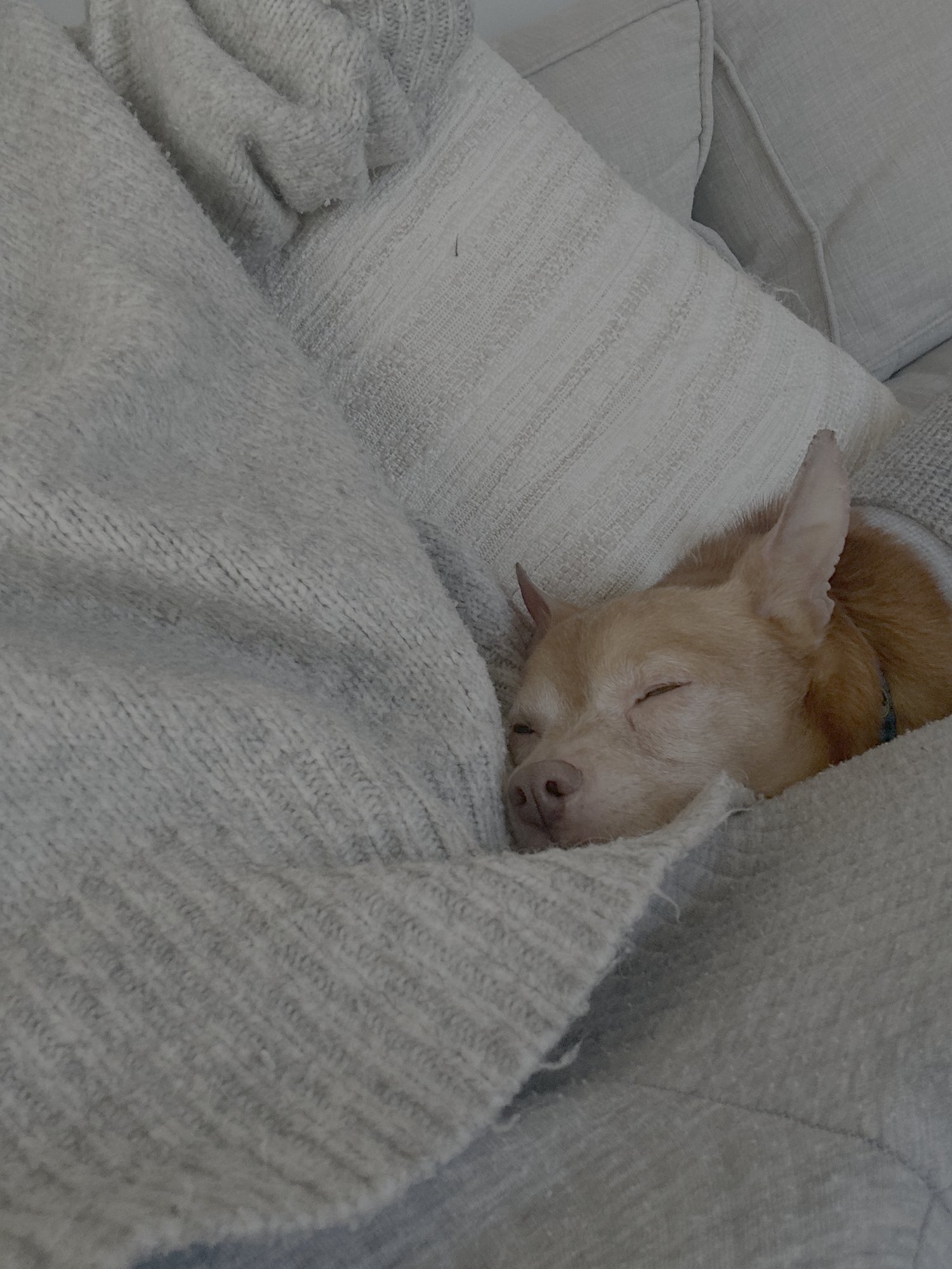 BO - Chihuahua available for adoption