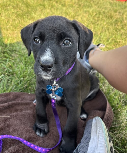 CHARLOTTE - Labrador Retriever / Poodle (Standard) available for adoption