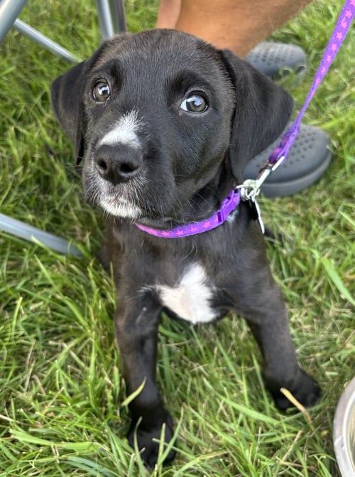 CHARLOTTE - Labrador Retriever / Poodle (Standard) available for adoption