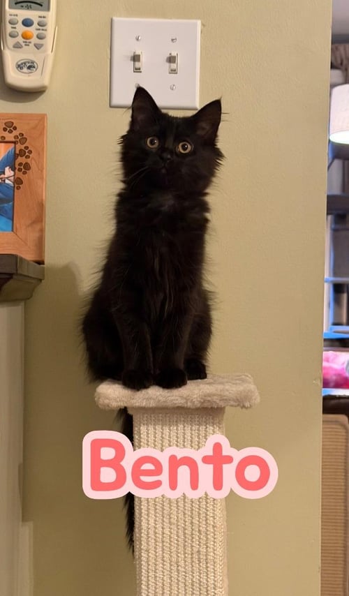 BENTO - Domestic Long Hair available for adoption