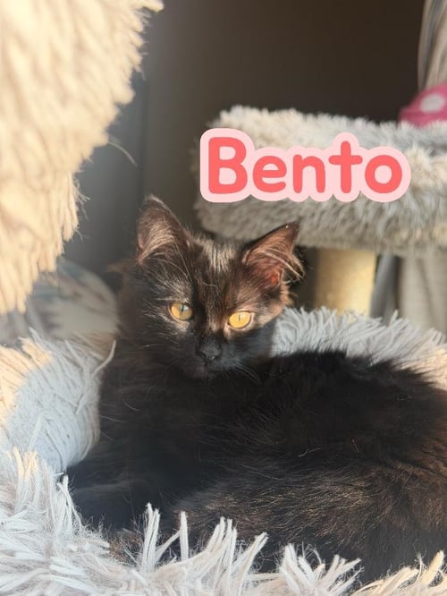 BENTO - Domestic Long Hair available for adoption