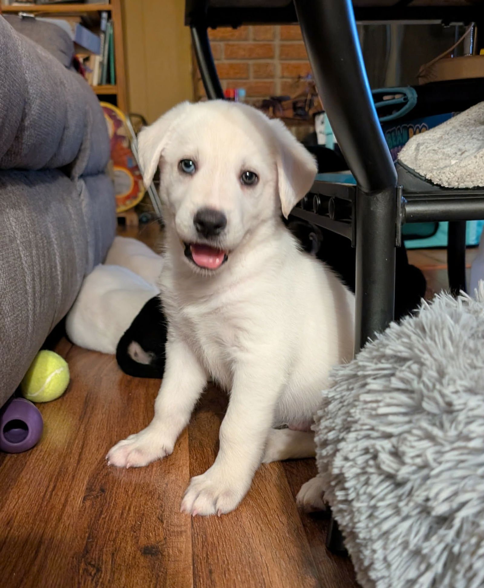 AVALANCHE - Husky for adoption in Aurora