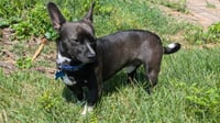 Taco - Photo 4