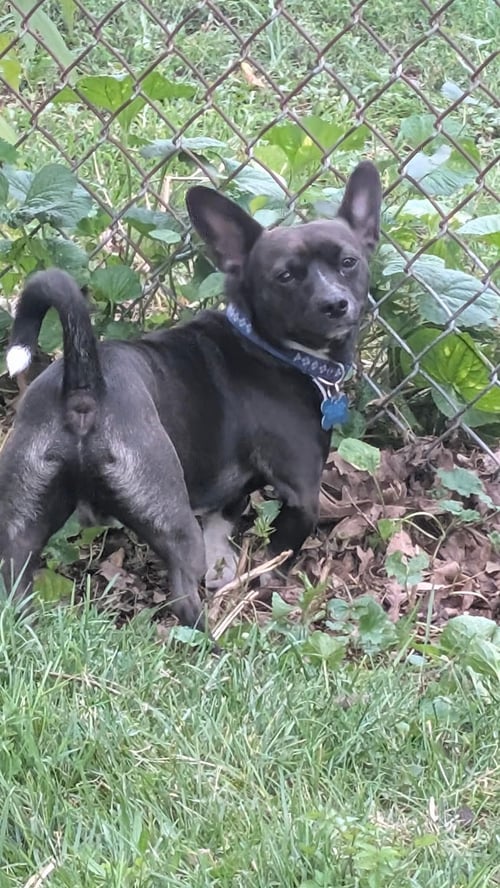 TACO - Chihuahua available for adoption
