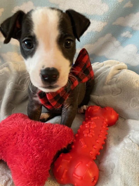 MARTY - Terrier available for adoption