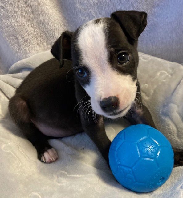 MARTY - Terrier available for adoption