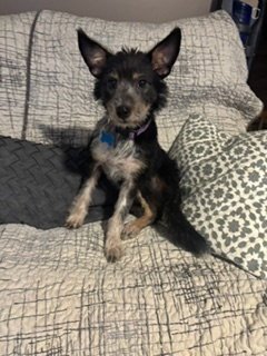 ELLA - Terrier available for adoption